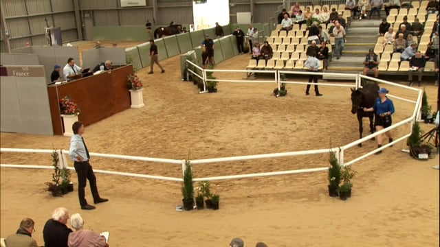 2026 National Standardbred Yearling Sale, Lot 167 - 176