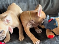 My personality & characteristics