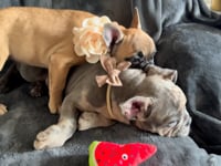 My personality & characteristics