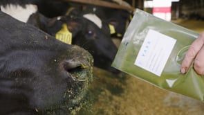 Related Embedded Video Item Thumbnail