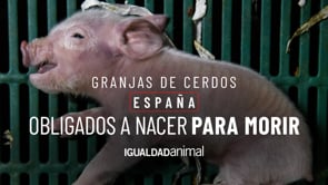 Industria Porcina en España | Crueldad Sistemática en Granjas de Cerdos