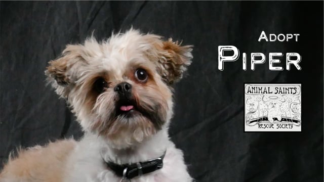 Enlarge Piper, a ADOPTABLE mixed breed in Fort Montgomery, NY video 6/6
