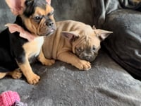 My personality & characteristics