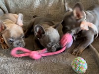 My personality & characteristics