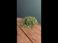 Peperomia-video