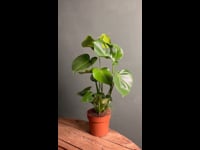 Video-Monstera M