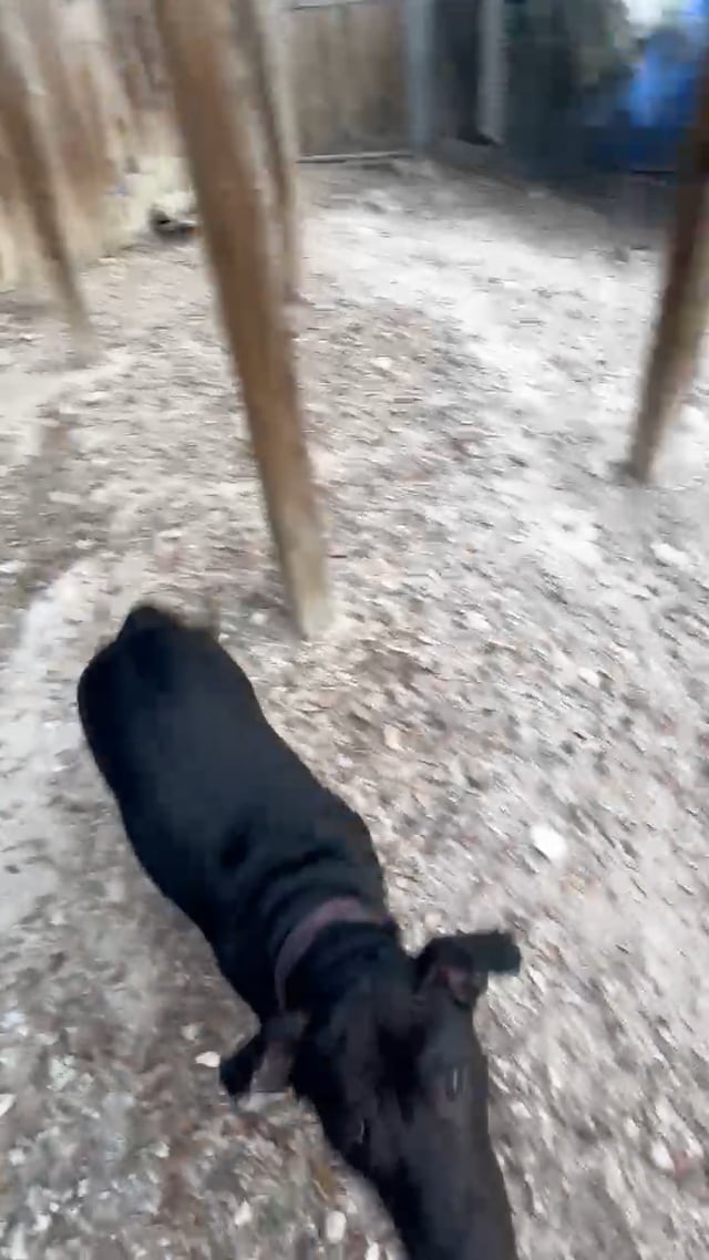 Enlarge Rose, a Adoptable mixed breed in Lago Vista, TX video 5/5