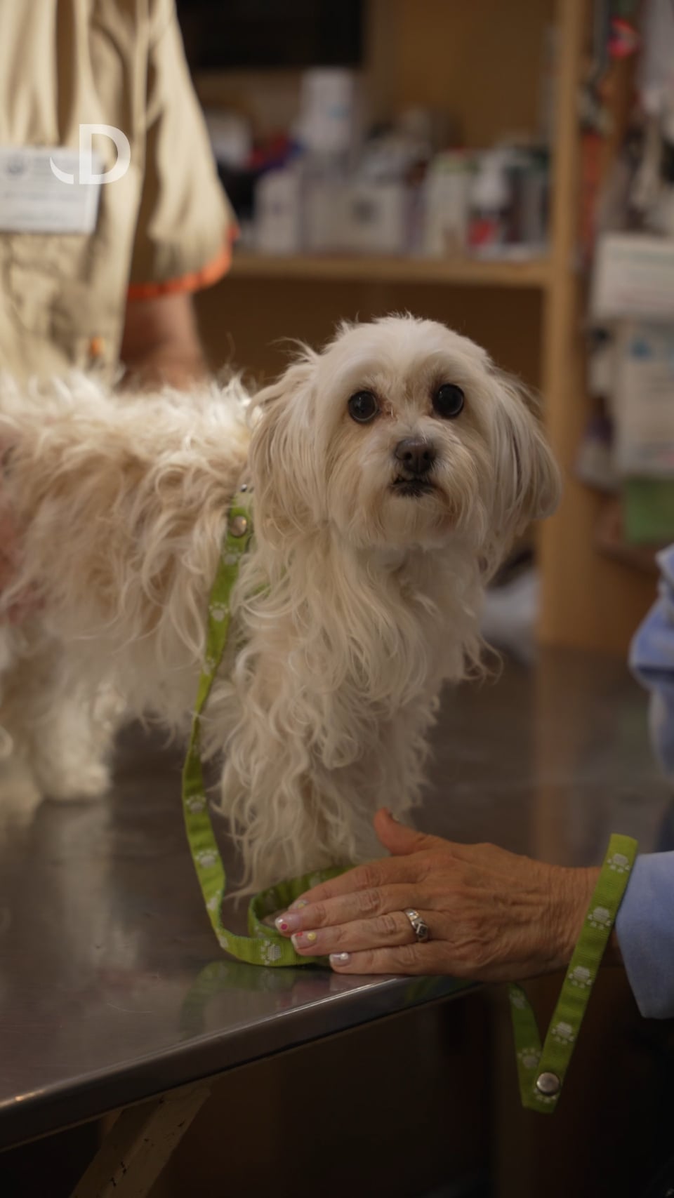 Veterinaria