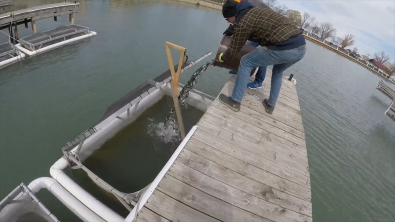 TDA E8 - Great Lakes Migratory Rainbow and Chinook Salmon