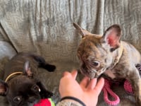 My personality & characteristics