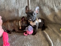 My personality & characteristics