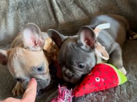 My personality & characteristics