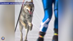 DOG Enters Olympics
