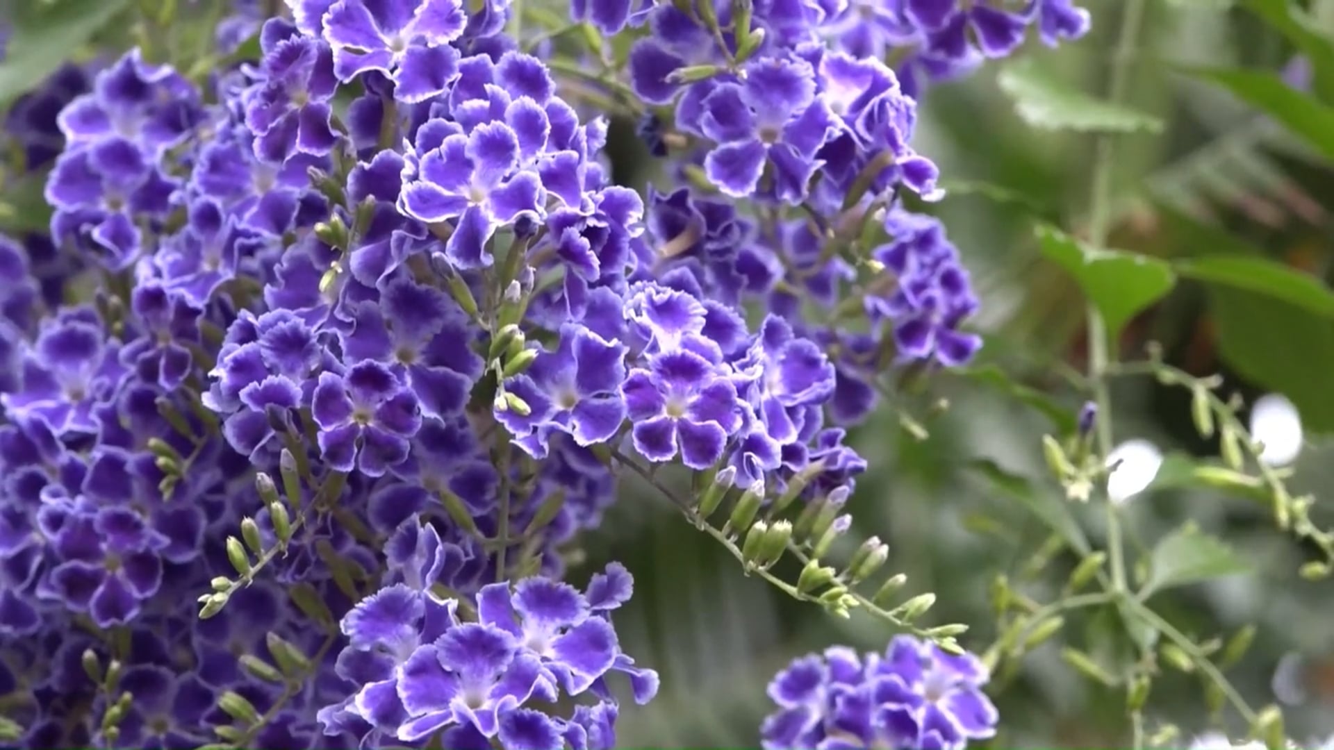 Sustainability in Bloom: A Year-Round Taste of Summer on Campus