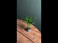 Chamaedorea Elegans Mini Planta
