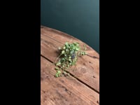 Peperomia Prostrata Mini