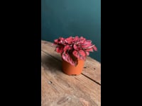 Hypoestes Red Mini