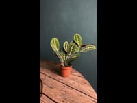 Maranta Leuconeura M