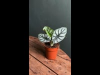 Alocasia Silver Dragon M