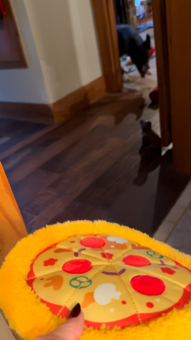 Enlarge Sophie: Toy Stasher With a Heart of Gold, an adoptable mixed breed in Pennington, NJ video 6/6