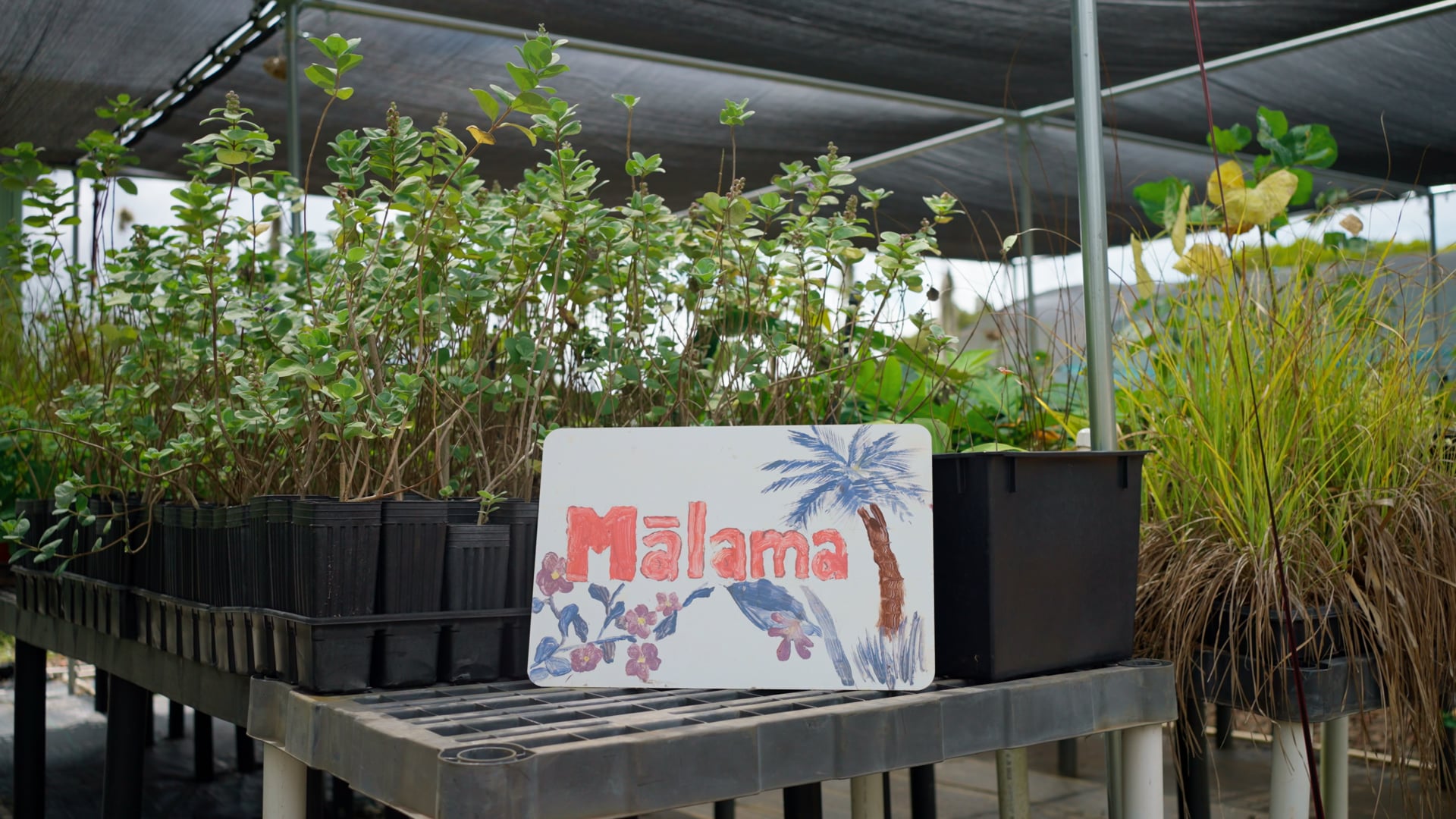 MLC Nursery Part One