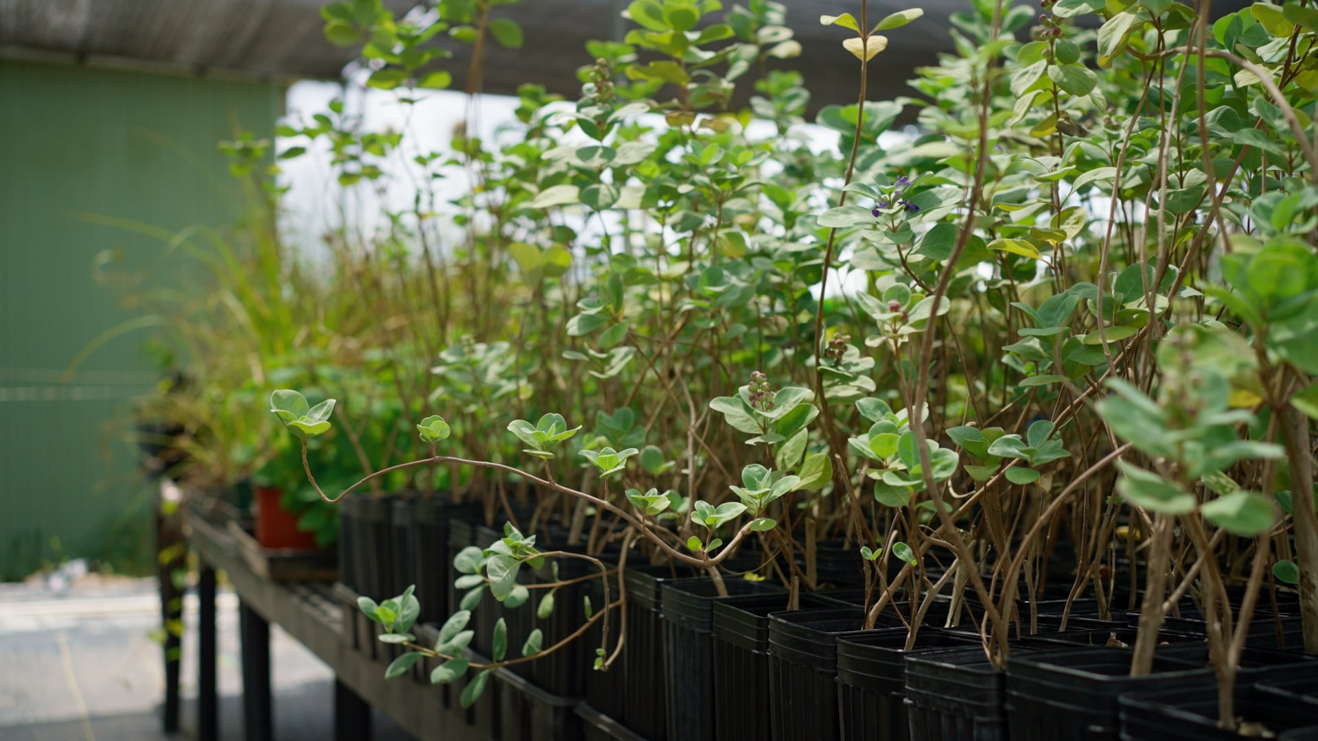 MLC Nursery Part Two