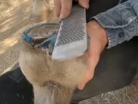 Related Embedded Video Item Thumbnail