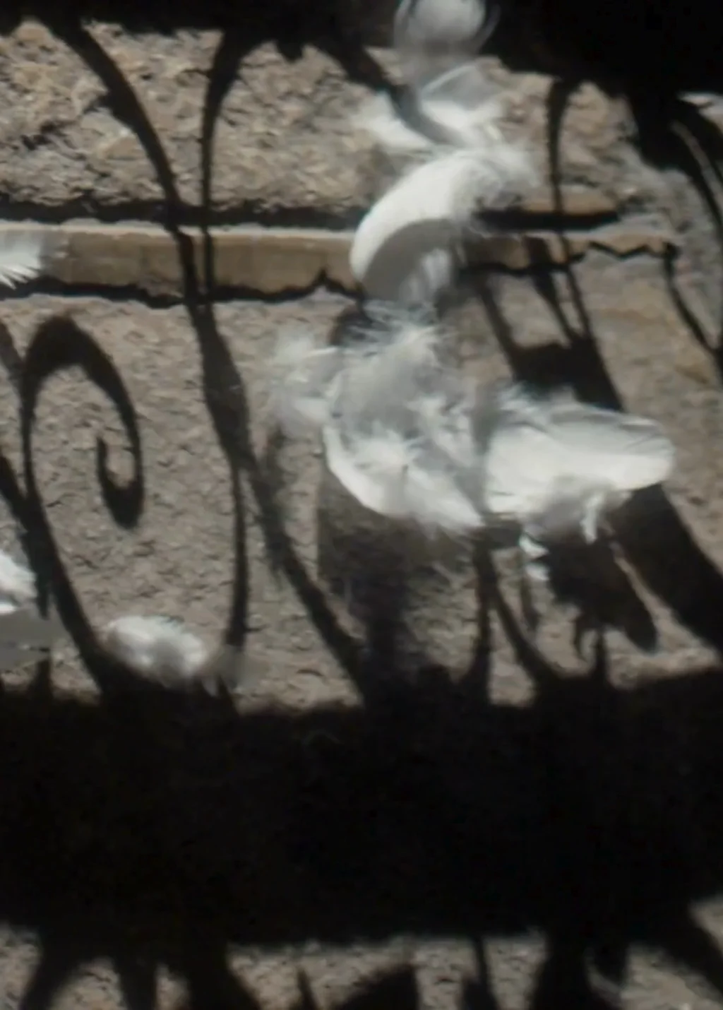 Elisabetta Franchi | Official Online Shop