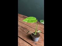Monstera Thai Constellation Mini