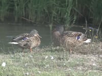 Els Parcs Naturals dels Aiguamolls i el Montgrí fan balanç de les aus hivernants