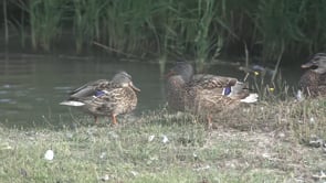 Els Parcs Naturals dels Aiguamolls i el Montgrí fan balanç de les aus hivernants