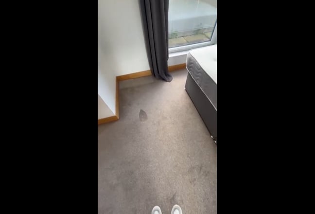 SHORT LET for big Room with ensuite in Westminster Main Photo