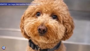 Policeman Adopts Dog at Airport