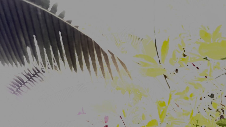 Leaves Like Feathers