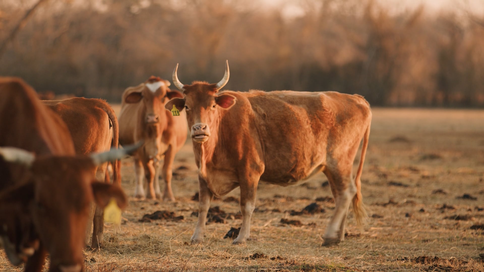 ATTORNEY BJ KEMP COMMERCIAL AD