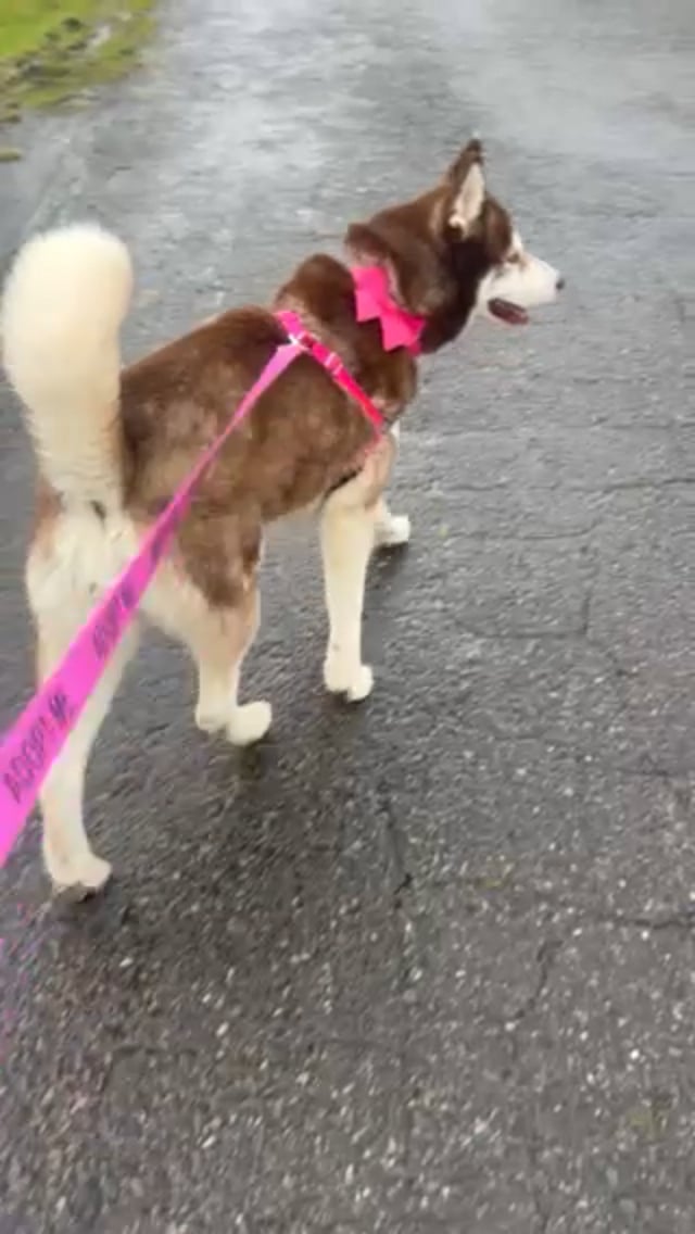Enlarge Roodie, a Adoptable Siberian Husky in Seahurst, WA video 1/6