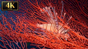 Underwater Short Film - Lion's Mane