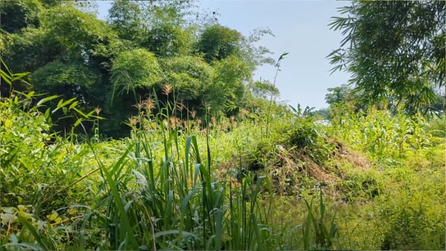 Disparition de l&rsquo;arboretum PK11
