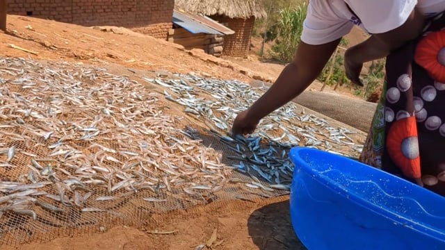 Des alevins piégés