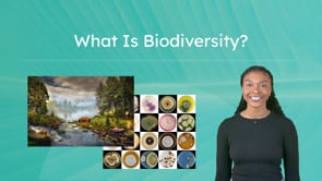 What Is Biodiversity?