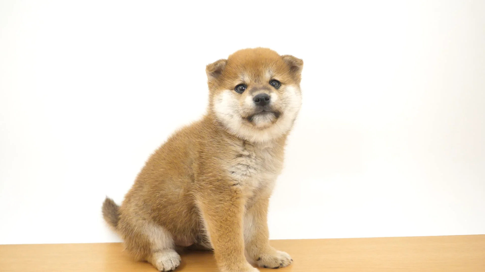 柴犬 赤 男の子 ウエルケアセンター 2026022311304 ｜ペットショップの