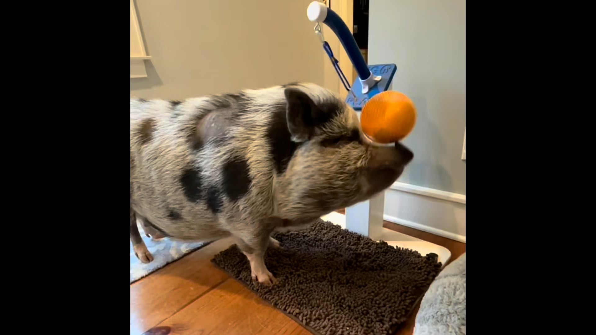 Best Pig Enrichment Toys for Happy Pigs
