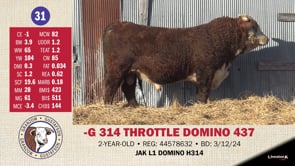 Lot #31 - -G 314 THROTTLE DOMINO 437