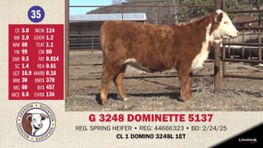 Lot #35 - G 3248 DOMINETTE 5137