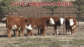 Lot #38 - REGISTERED HEREFORD HEIFERS
