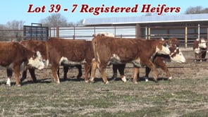 Lot #39 - REGISTERED HEREFORD HEIFERS