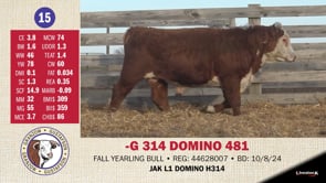 Lot #15 - -G 314 DOMINO 481