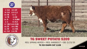 Lot #37 - TG SWEET POTATO 5209