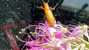 Related Embedded Video Item Thumbnail