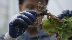 Related Embedded Video Item Thumbnail